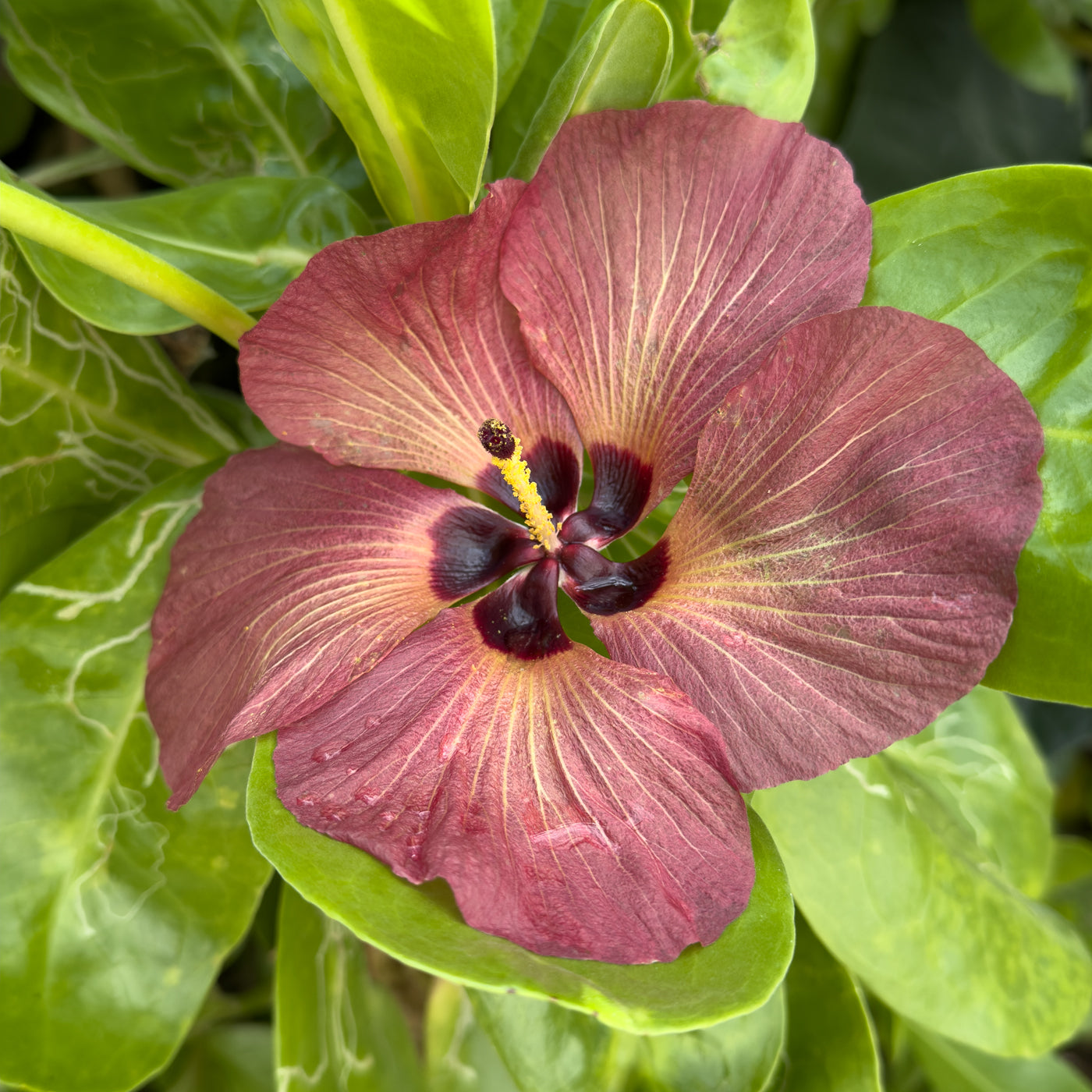 Close-up of a hibiscus flower with green leaves in the background